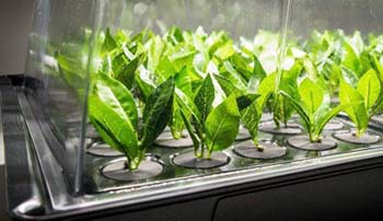 Jak niezawodnie klonować i robić szczepki roślin – poradnik krok po kroku